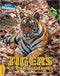 LOOKING FOR A TIGER Gold Band